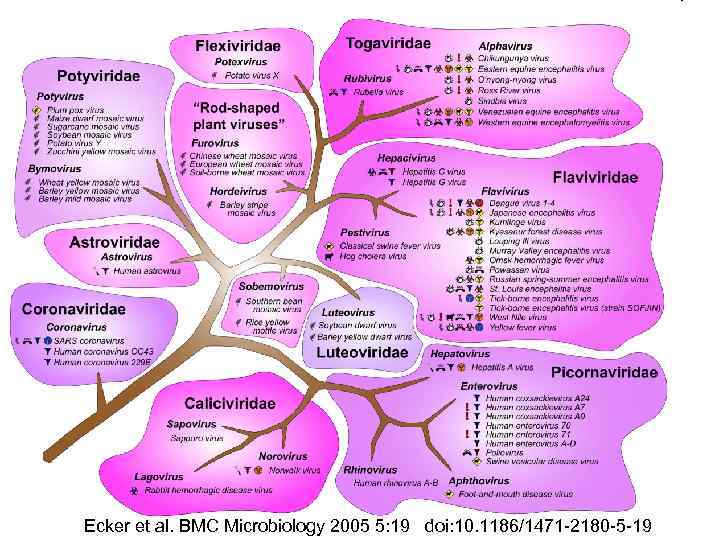 Ecker et al. BMC Microbiology 2005 5: 19 doi: 10. 1186/1471 -2180 -5 -19