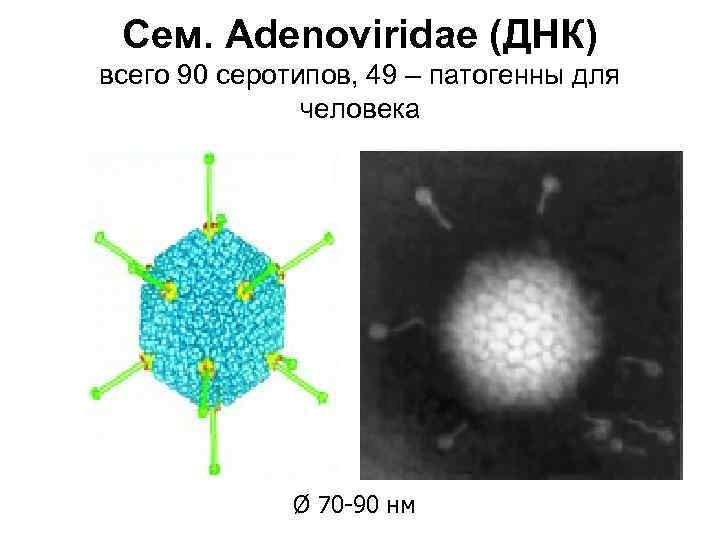 Сем. Adenoviridae (ДНК) всего 90 серотипов, 49 – патогенны для человека Ø 70 -90