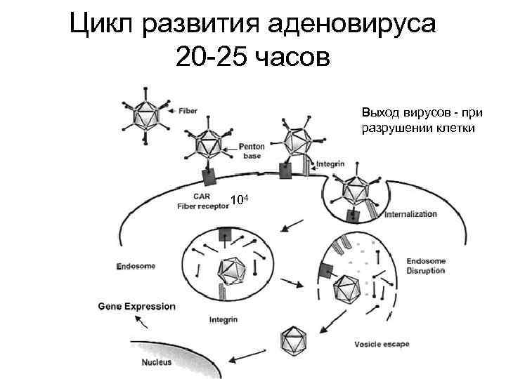 Цикл развития аденовируса 20 -25 часов Выход вирусов - при разрушении клетки 104 