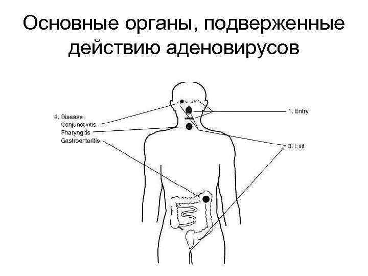 Основные органы, подверженные действию аденовирусов 