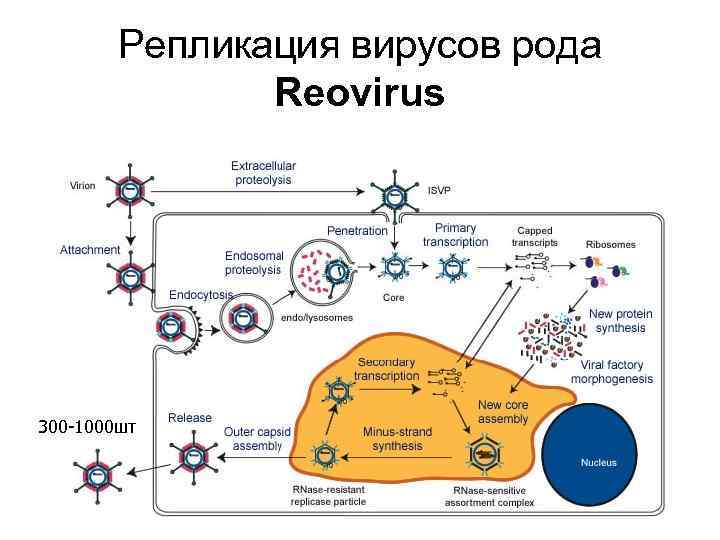 Репликация вирусов рода Reovirus 300 -1000 шт 