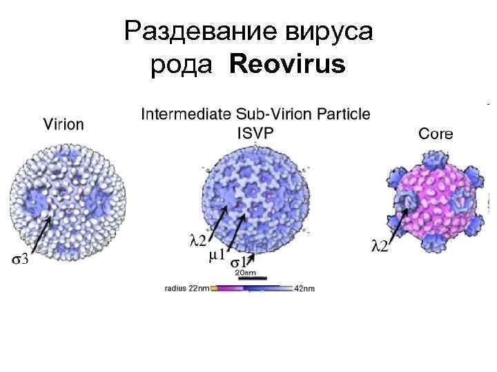 Раздевание вируса рода Reovirus 