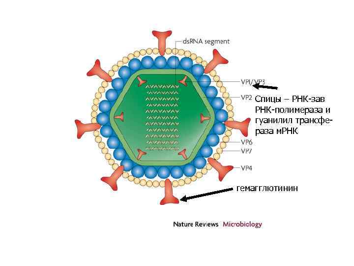 Спицы – РНК-зав РНК-полимераза и гуанилил трансфераза м. РНК гемагглютинин 