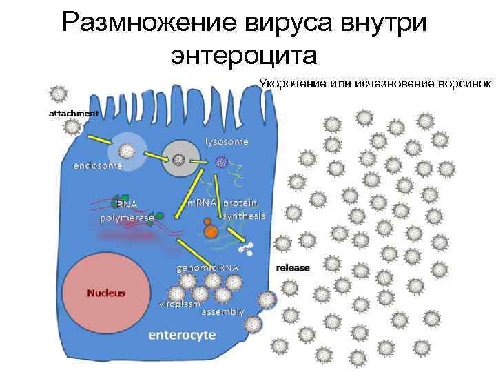 Размножение вируса внутри энтероцита Укорочение или исчезновение ворсинок 