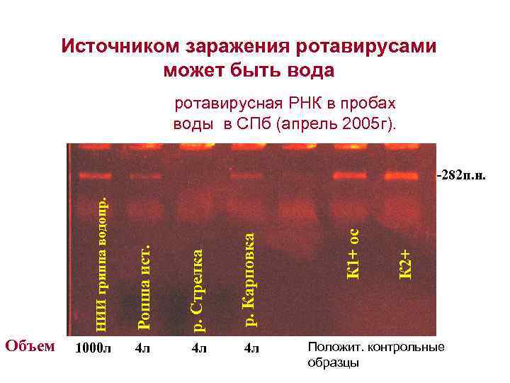 Источником заражения ротавирусами может быть вода ротавирусная РНК в пробах воды в СПб (апрель