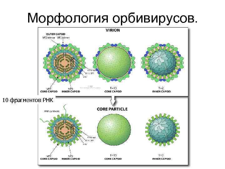 Морфология орбивирусов. 10 фрагментов РНК 