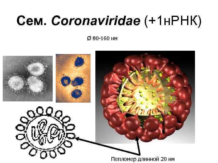 Сем. Coronaviridae (+1 н. РНК) Ø 80 -160 нм Пепломер длинной 20 нм 