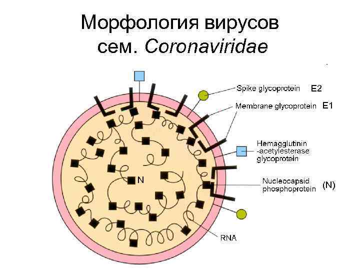 Строение микобактерии туберкулеза схема