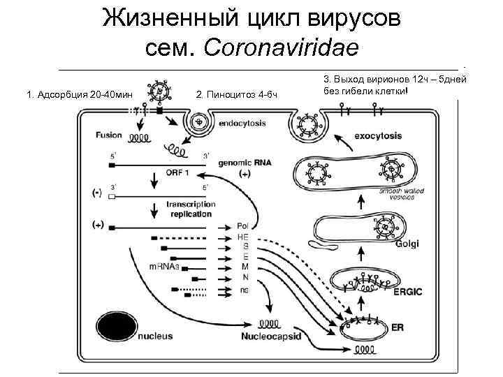 Жизненный цикл вируса. Жизненный цикл вируса ковид 19. Жизненный цикл Coronaviridae. Жизненный цикл вируса адсорбция. Жизненный цикл вируса в клетке хозяина.