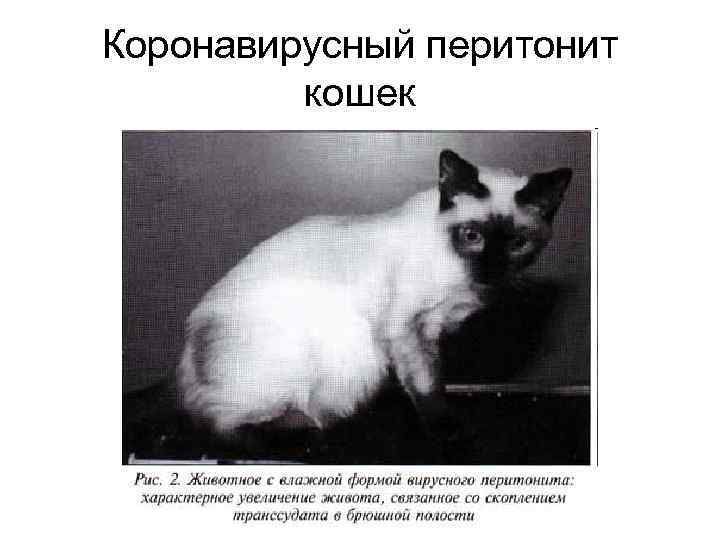 Коронавирусный перитонит кошек 