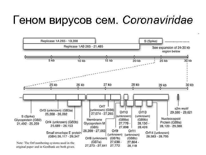 Геном вирусов сем. Coronaviridae 