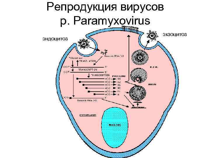 Репродукция вирусов р. Paramyxovirus эндоцитоз экзоцитоз 