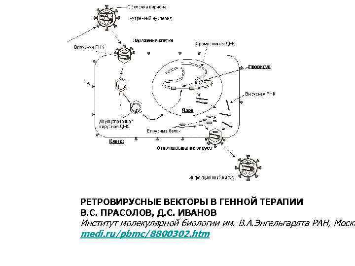 РЕТРОВИРУСНЫЕ ВЕКТОРЫ В ГЕННОЙ ТЕРАПИИ В. С. ПРАСОЛОВ, Д. С. ИВАНОВ Институт молекулярной биологии