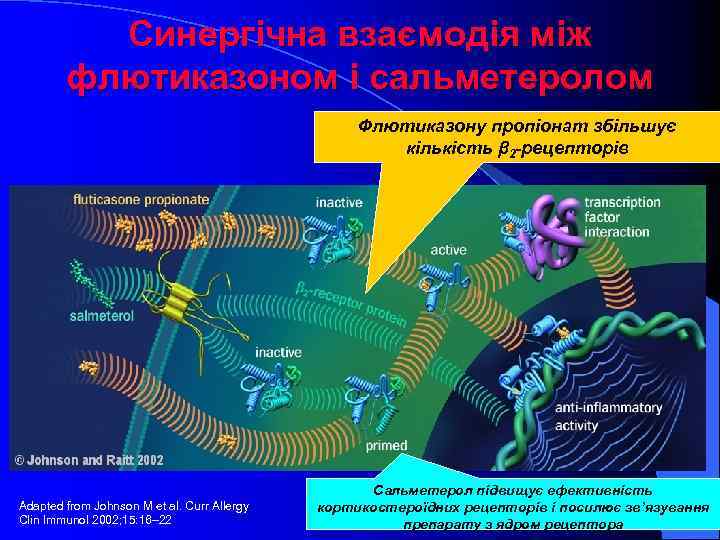 Синергічна взаємодія між флютиказоном і сальметеролом Флютиказону пропіонат збільшує кількість β 2 -рецепторів Adapted