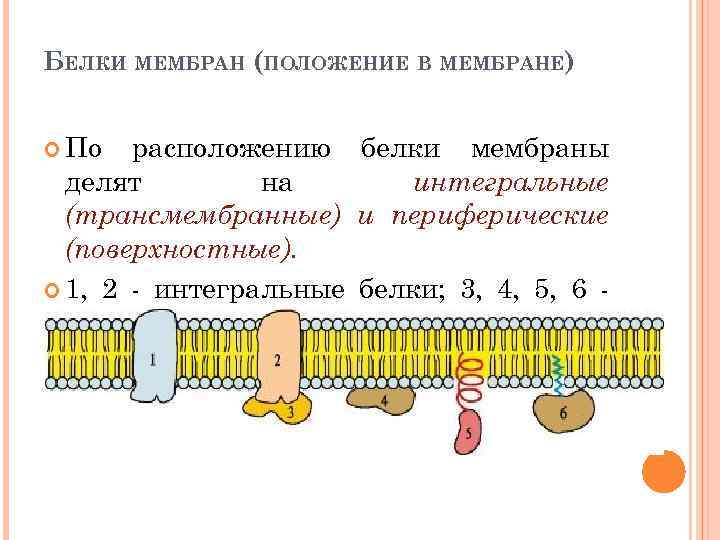 Белок в мембране