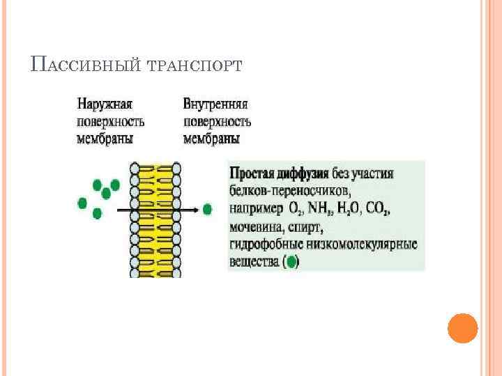 ПАССИВНЫЙ ТРАНСПОРТ 