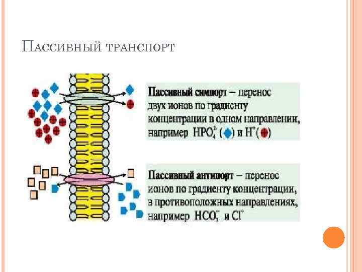 ПАССИВНЫЙ ТРАНСПОРТ 