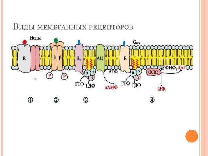ВИДЫ МЕМБРАННЫХ РЕЦЕПТОРОВ 