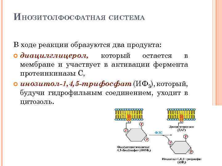 ИНОЗИТОЛФОСФАТНАЯ СИСТЕМА В ходе реакции образуются два продукта: диацилглицерол, который остается в мембране и