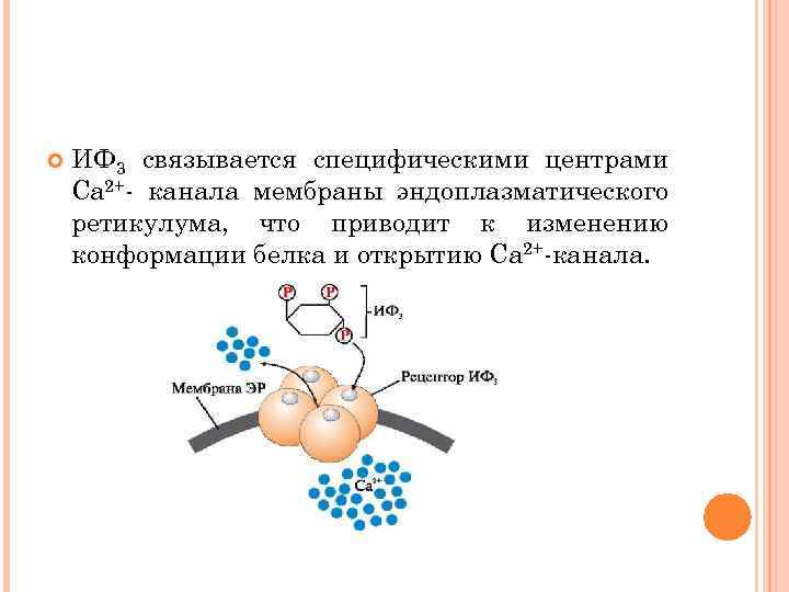  ИФ 3 связывается специфическими центрами Са 2+- канала мембраны эндоплазматического ретикулума, что приводит