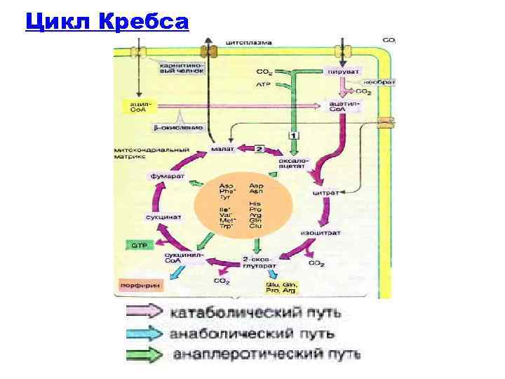 Цикл Кребса 