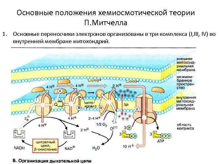 Основные положения хемиосмотической теории П. Митчелла 1. Основные переносчики электронов организованы в три комплекса