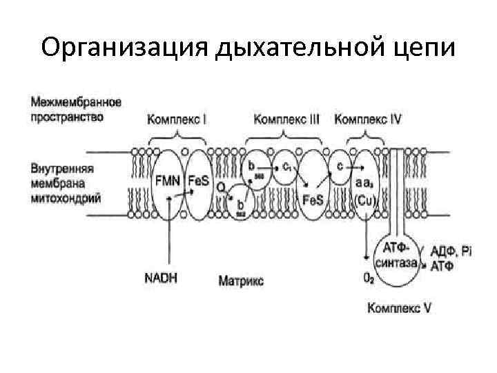 Организация дыхательной цепи 