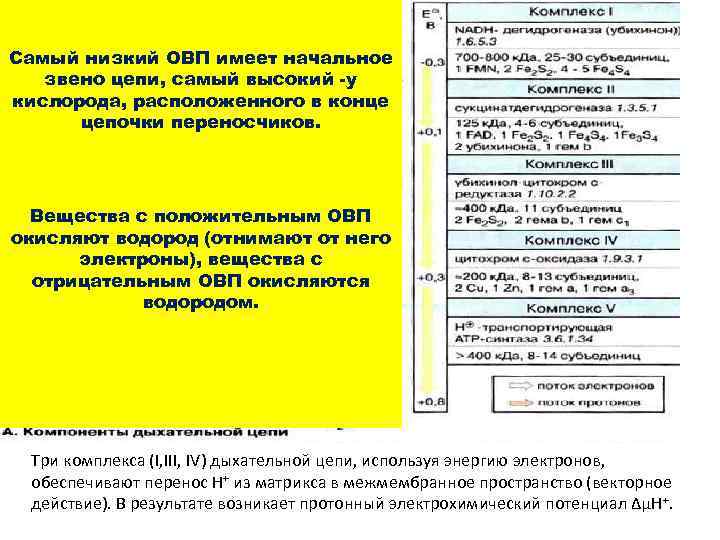 Самый низкий ОВП имеет начальное звено цепи, самый высокий -у кислорода, расположенного в конце