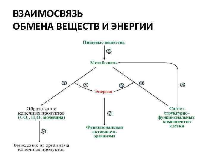ВЗАИМОСВЯЗЬ ОБМЕНА ВЕЩЕСТВ И ЭНЕРГИИ 