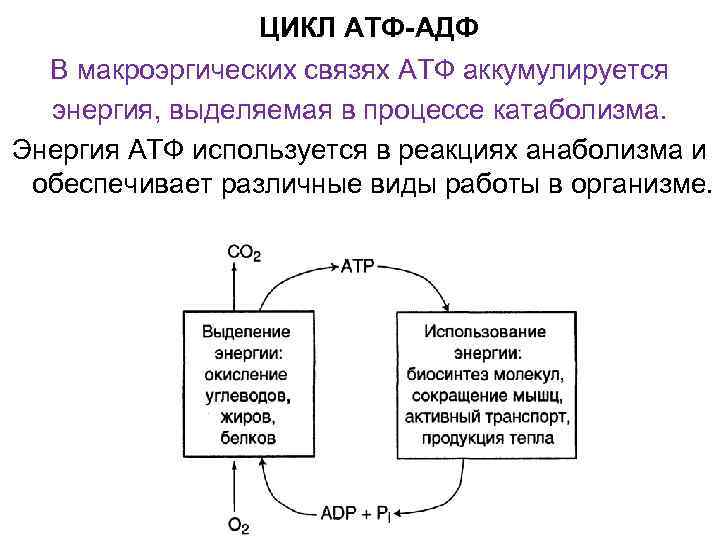 Сколько энергии в макроэргических связях атф