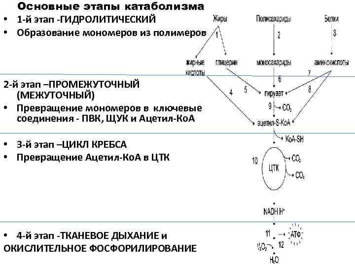 Основные этапы катаболизма • 1 -й этап -ГИДРОЛИТИЧЕСКИЙ • Образование мономеров из полимеров 2