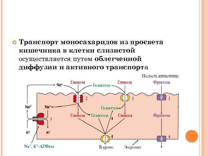 Схема метаболизма эритроцитов показав пути использования глюкозы