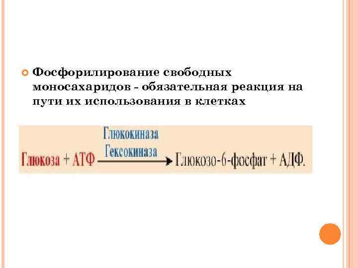  Фосфорилирование свободных моносахаридов - обязательная реакция на пути их использования в клетках 
