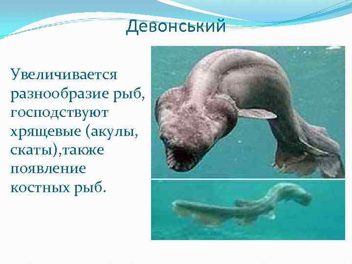 Девонський Увеличивается разнообразие рыб, господствуют хрящевые (акулы, скаты), также появление костных рыб. 