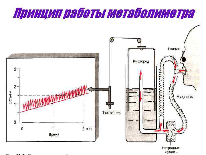Принцип работы метаболиметра 