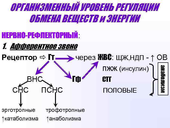 ОРГАНИЗМЕННЫЙ УРОВЕНЬ РЕГУЛЯЦИИ ОБМЕНА ВЕЩЕСТВ и ЭНЕРГИИ НЕРВНО-РЕФЛЕКТОРНЫЙ: 1. Афферентное звено Рецептор Гт через