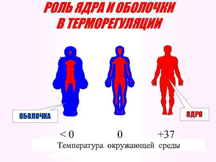 РОЛЬ ЯДРА И ОБОЛОЧКИ В ТЕРМОРЕГУЛЯЦИИ ЯДРО ОБОЛОЧКА Температура окружающей среды 