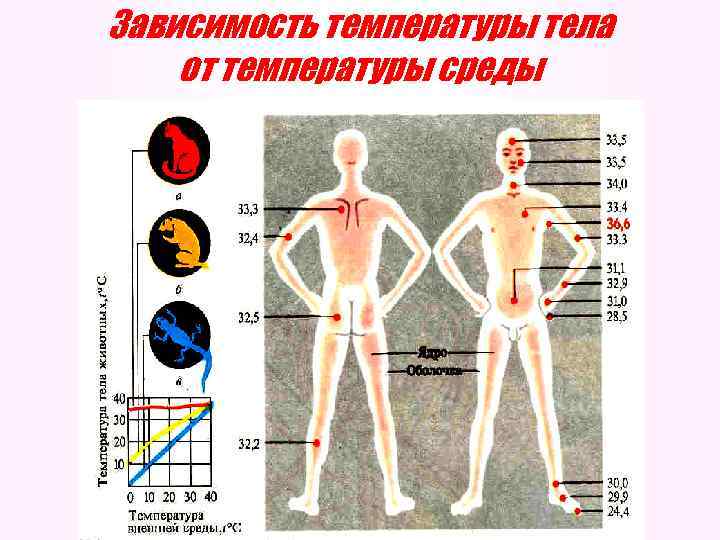 Зависимость температуры тела от температуры среды 