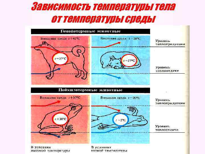 Зависимость температуры тела от температуры среды 