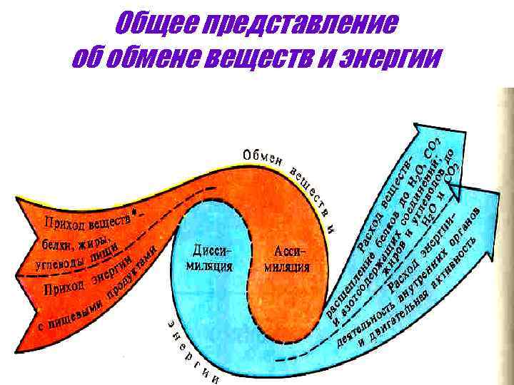 Общее представление об обмене веществ и энергии 
