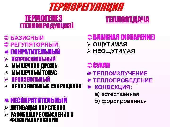 ТЕРМОРЕГУЛЯЦИЯ ТЕРМОГЕНЕЗ (ТЕПЛОПРОДУКЦИЯ) Ü БАЗИСНЫЙ Ü РЕГУЛЯТОРНЫЙ: ð СОКРАТИТЕЛЬНЫЙ Ø © © Ø ©