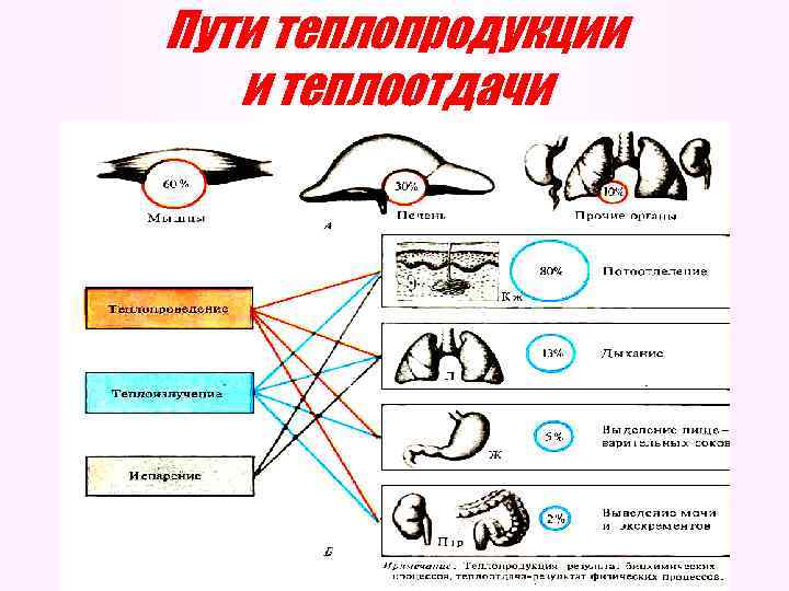 Пути теплопродукции и теплоотдачи 