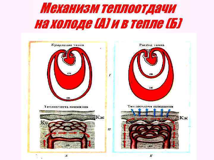 Механизм теплоотдачи на холоде (А) и в тепле (Б) 