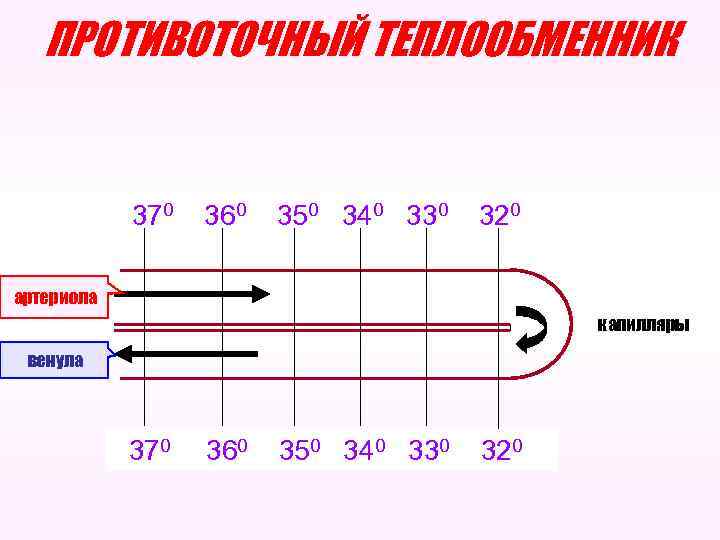 ПРОТИВОТОЧНЫЙ ТЕПЛООБМЕННИК 370 360 350 340 330 320 артериола капилляры венула 370 360 350