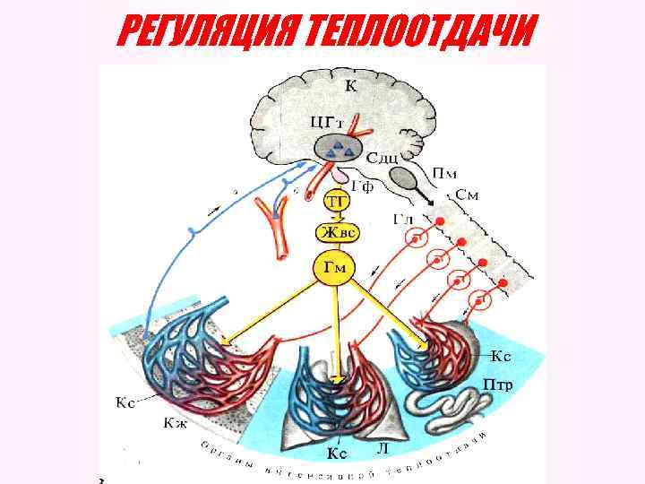 РЕГУЛЯЦИЯ ТЕПЛООТДАЧИ 