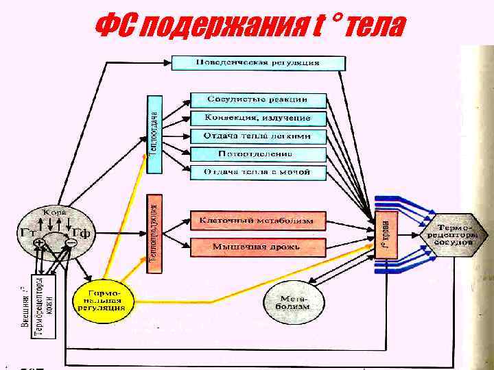 ФС подержания t ° тела 