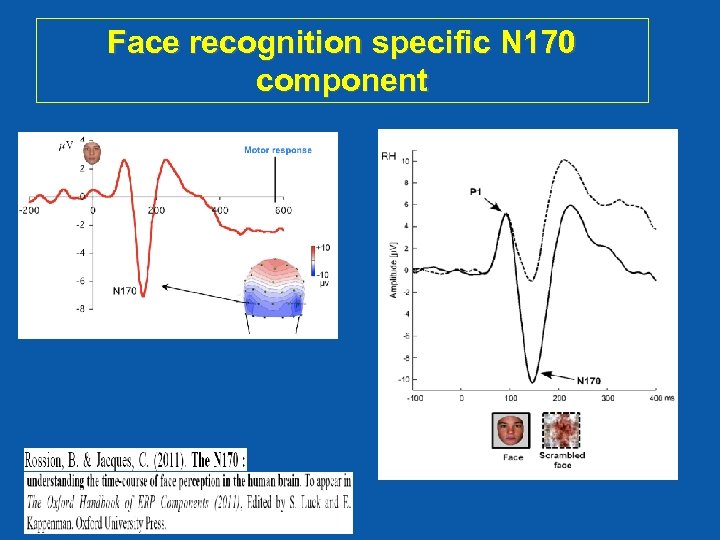 Face recognition specific N 170 component 