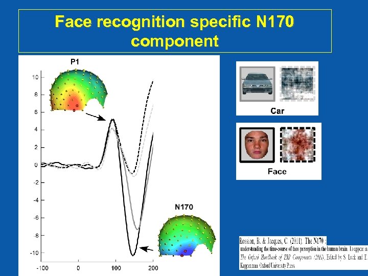 Face recognition specific N 170 component 