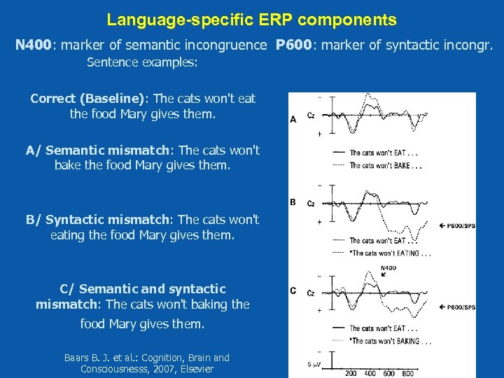 Language-specific ERP components N 400: marker of semantic incongruence P 600: marker of syntactic