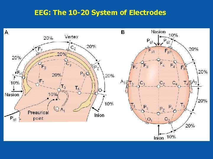 EEG: The 10 -20 System of Electrodes 